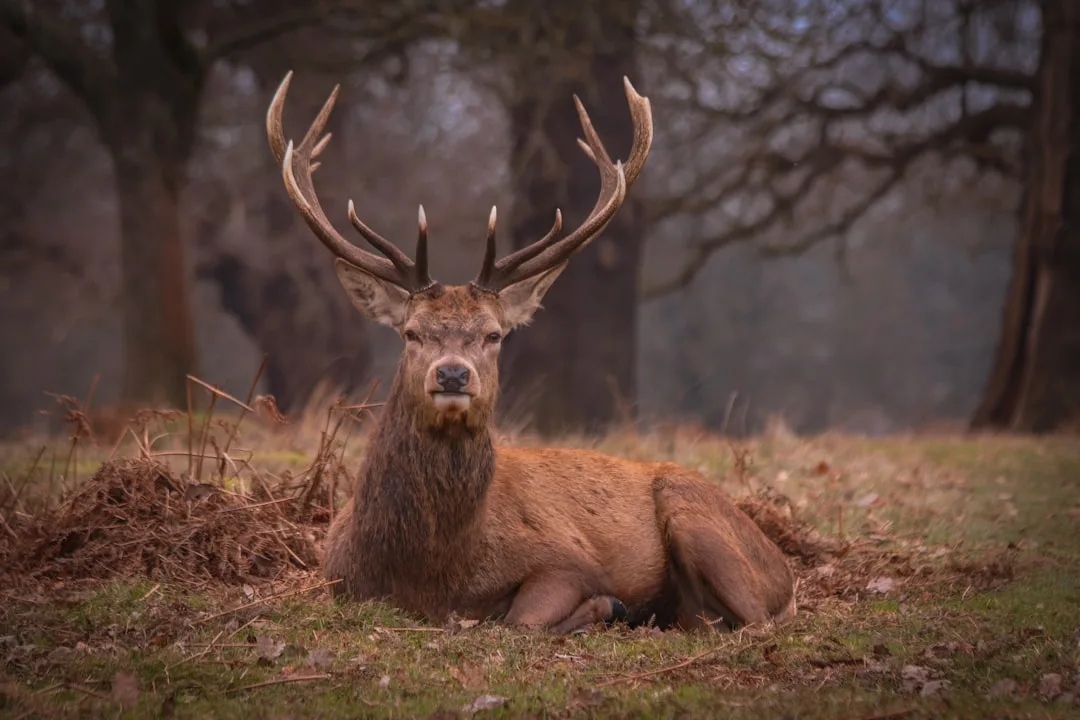 Photo of Richmond Park, image 2 of 3