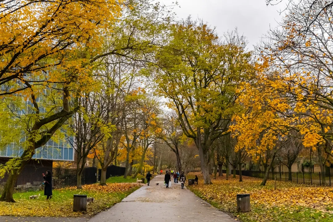 Holland Park with trees and the Kyoto Garden
