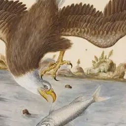 A bald eagle dives toward a fish in a historical natural-history drawing